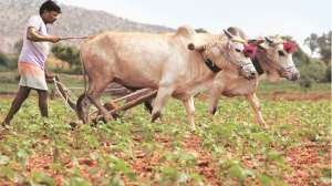 Farmers are in distress in soyabean state