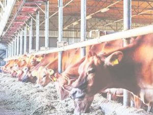 Mumbai's stables on the way to become history, the sword of government policy is hanging इतिहास बनने की राह पर मुंबई के तबेले, सरकारी नीति की लटक रही तलवार