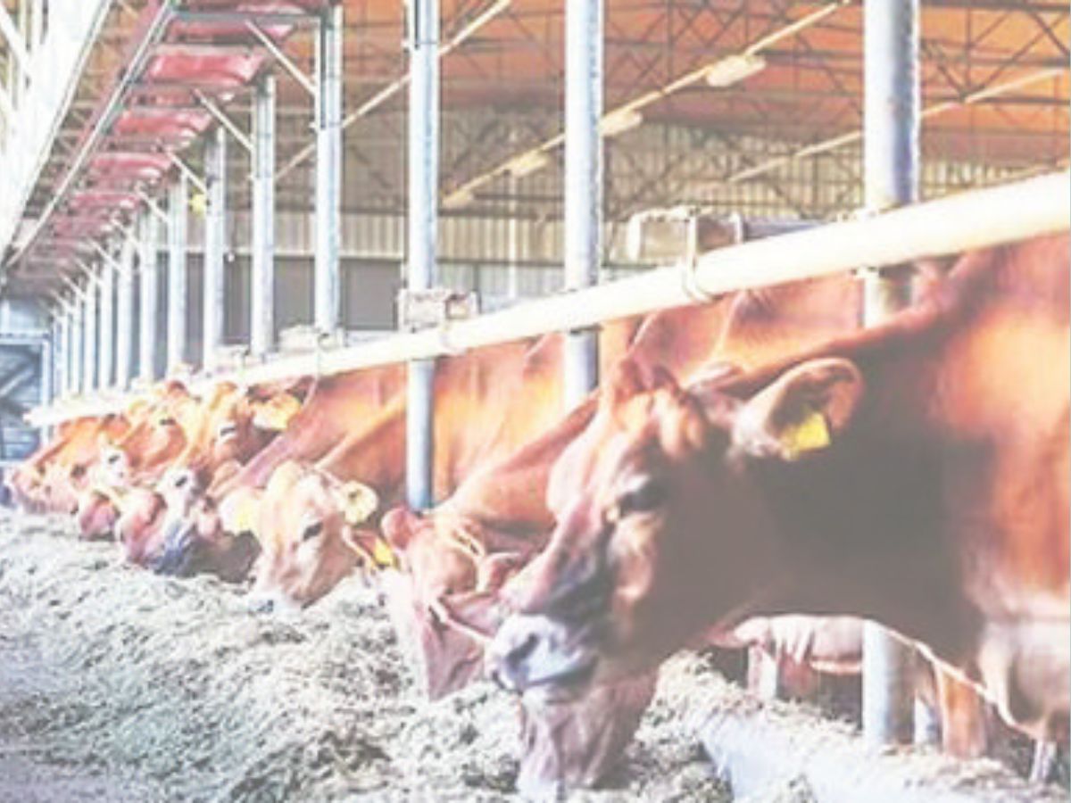 Mumbai's stables on the way to become history, the sword of government policy is hanging इतिहास बनने की राह पर मुंबई के तबेले, सरकारी नीति की लटक रही तलवार