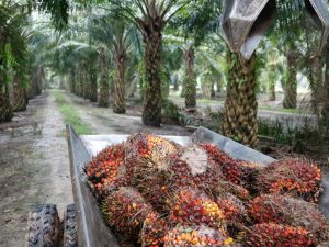 With crude palm oil rates on fire, consumer firms start raising prices कच्चे पाम ऑयल में उबाल का असर, FMCG कंपनियां बढ़ाने लगीं दाम