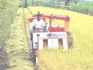 The unwanted legacy of the Green Revolution