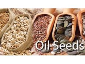 oil seeds
