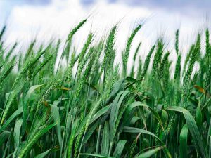 wheat