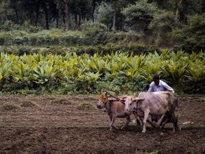 Indian Farmer