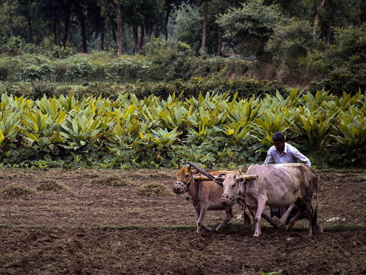 Indian Farmer