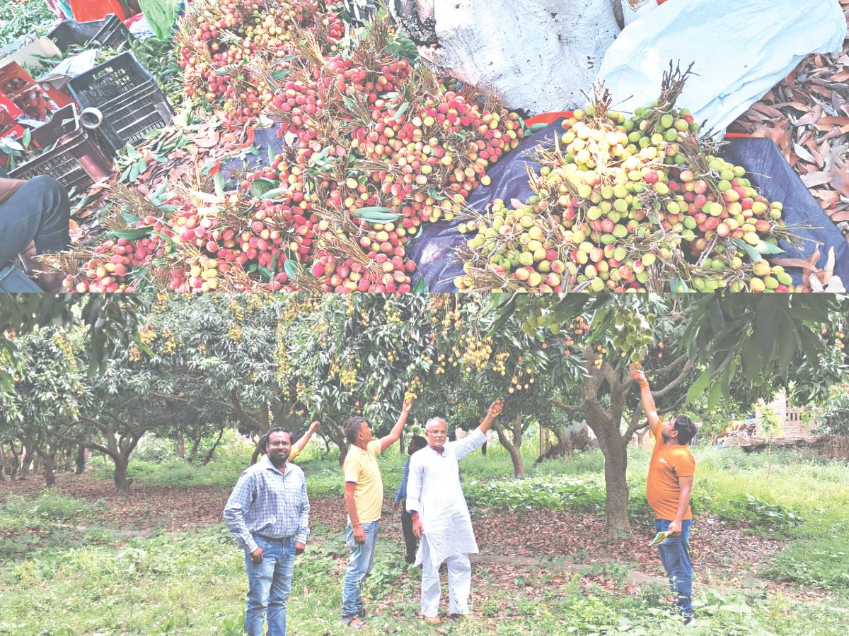 Bihar litchi