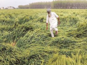Maharashtra crop damage news
