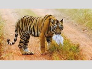 pilibhit tiger reserve