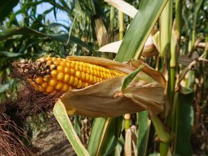 Corn Plant