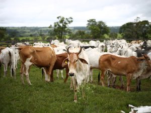 Cow