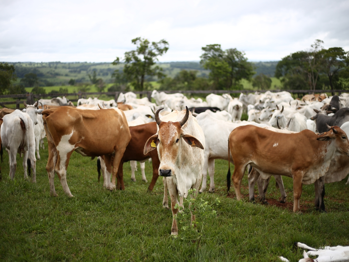 Cow