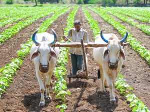 Farmers