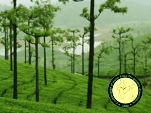 TEA Garden plantation in India