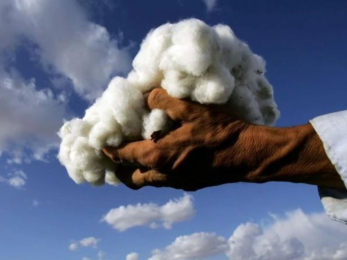 Cotton