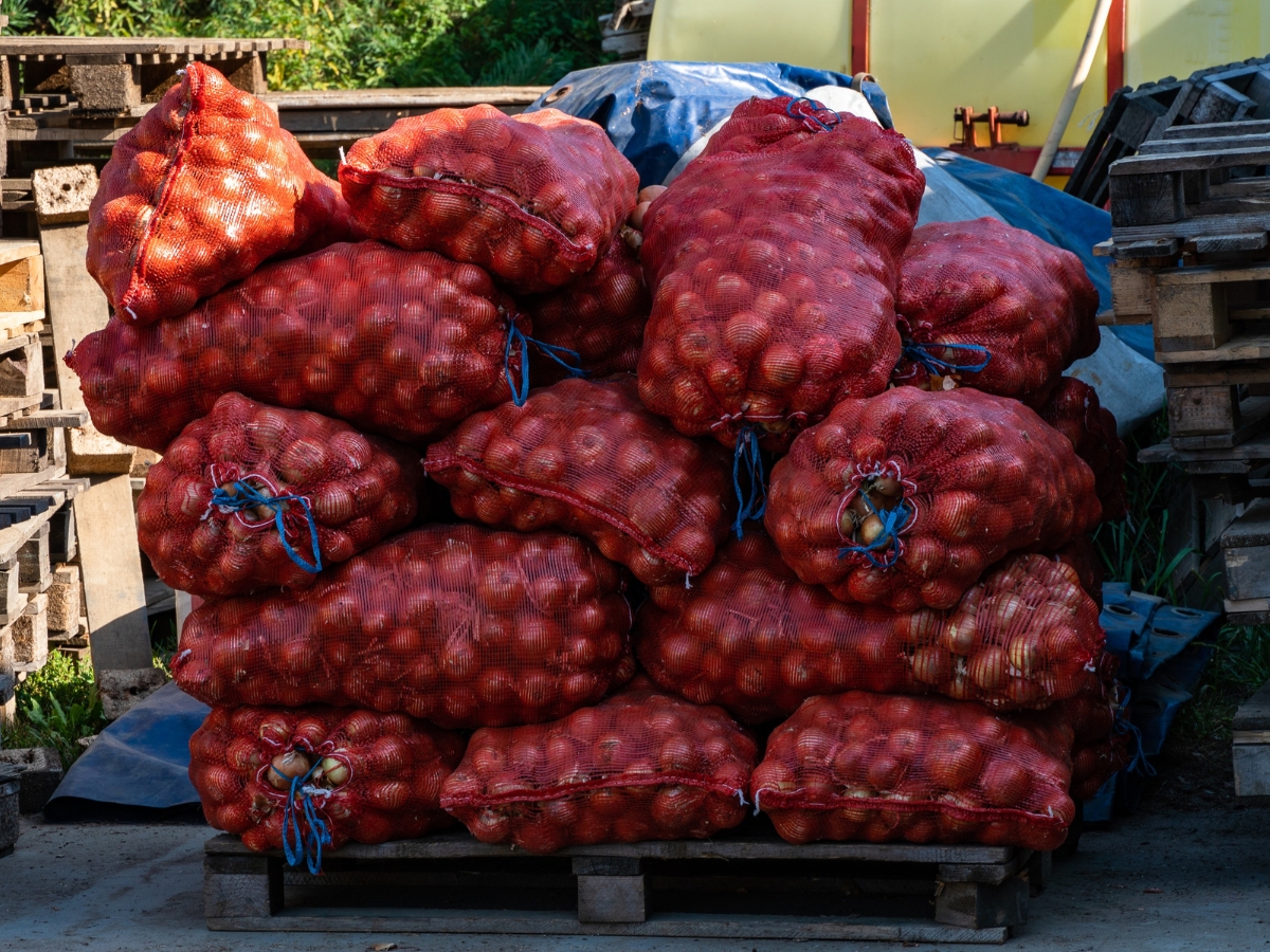 Onion