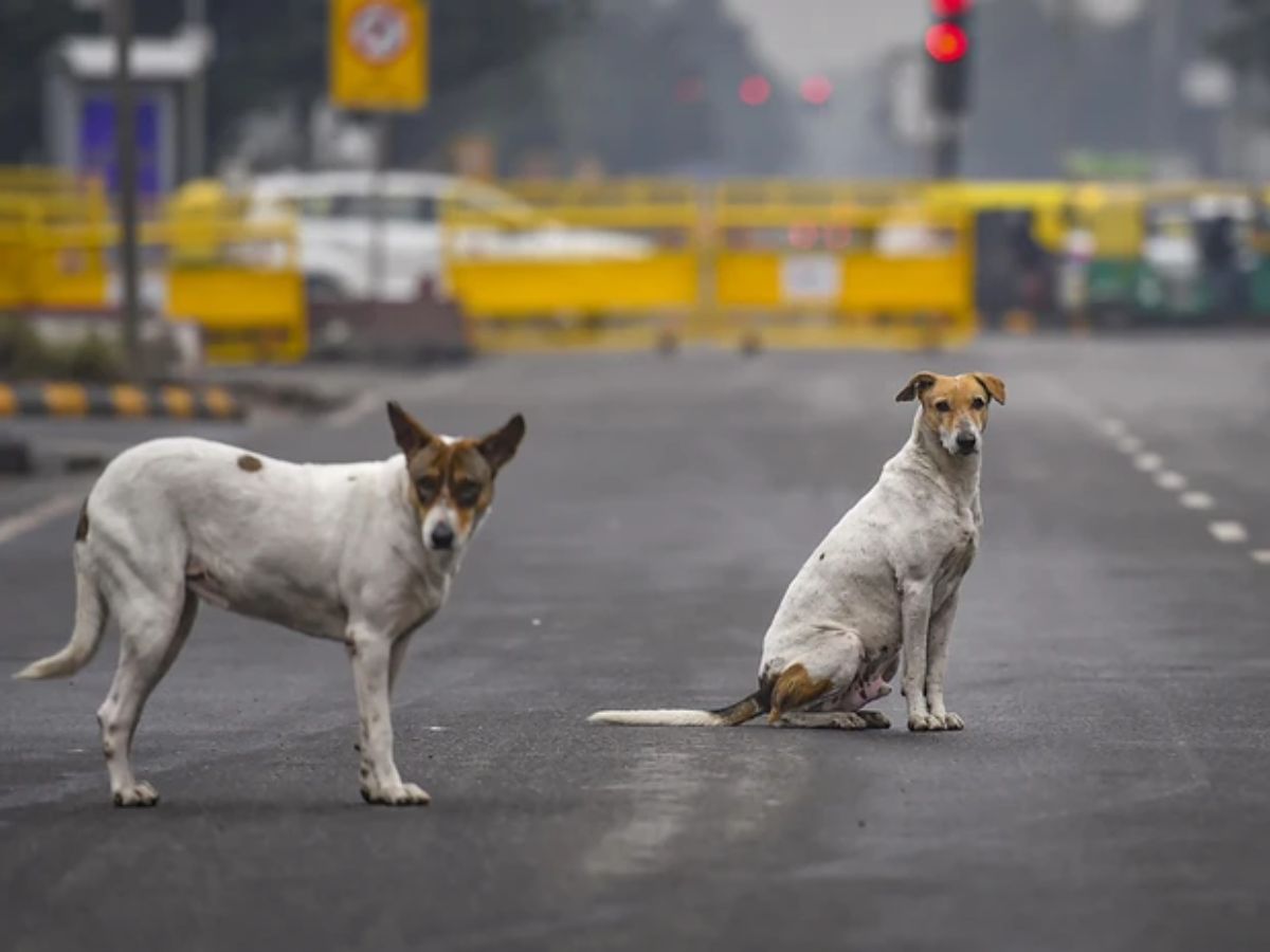 Dogs