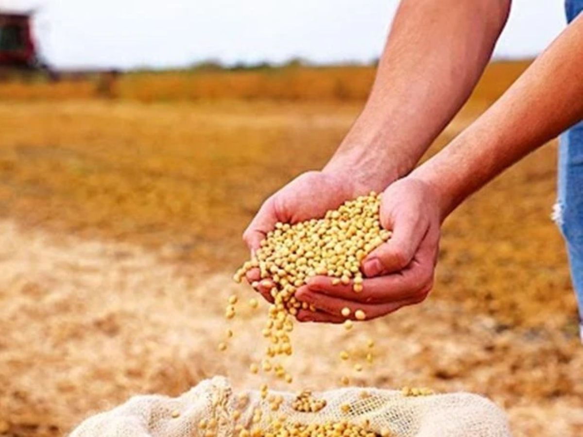 soybean