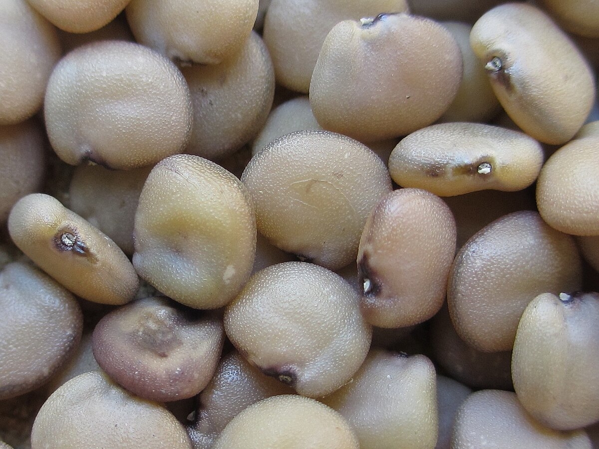 guar gum