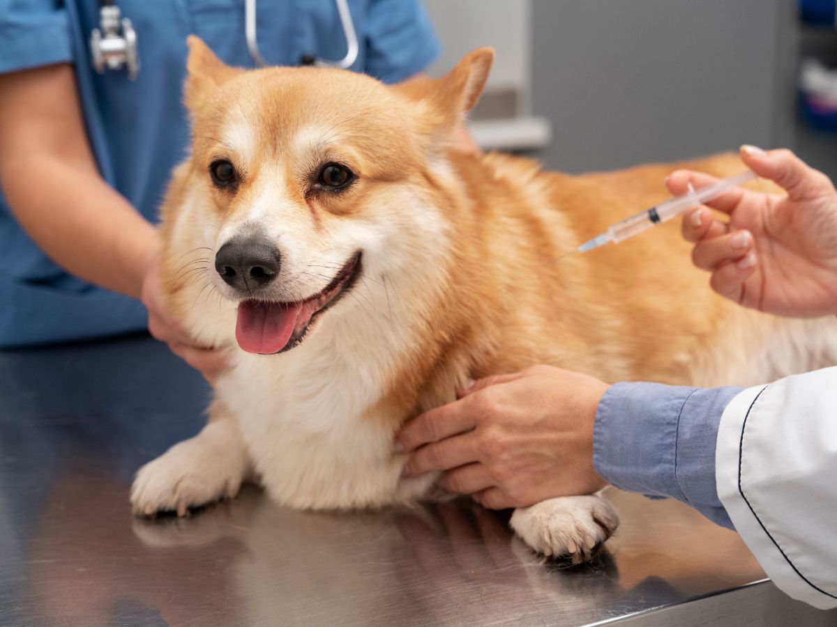 veterinary vaccine