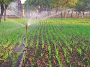 Crop Insurance