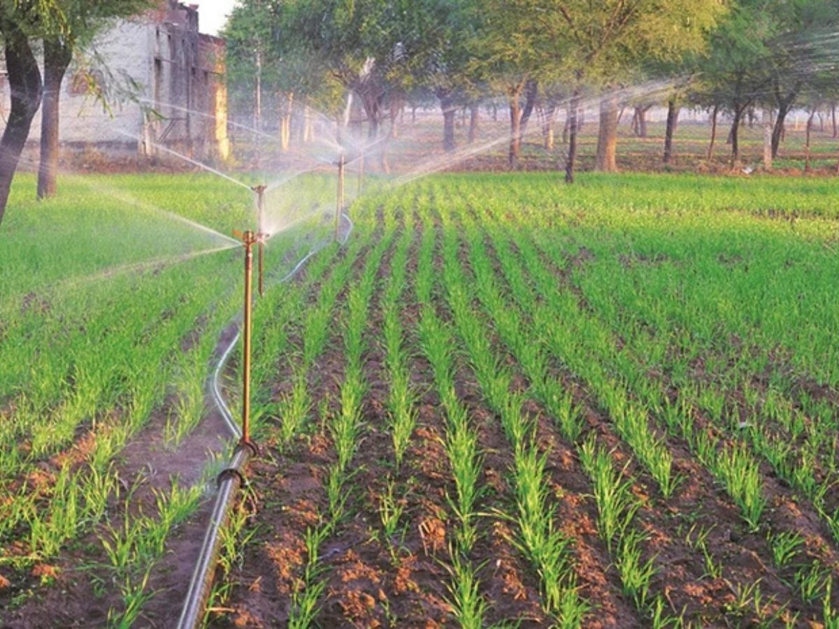 Crop Insurance