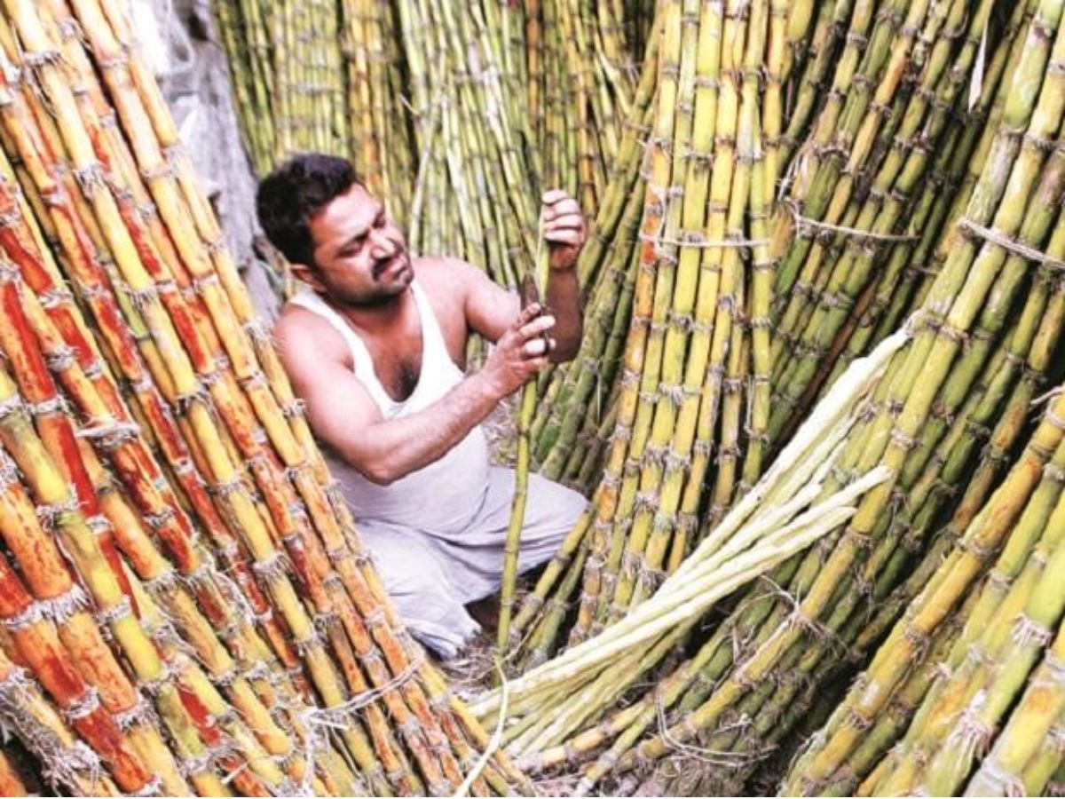 Sugarcane
