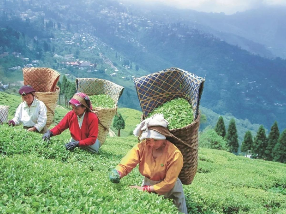 Tea Export