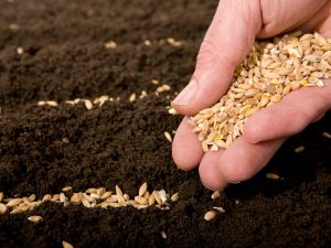 sowing