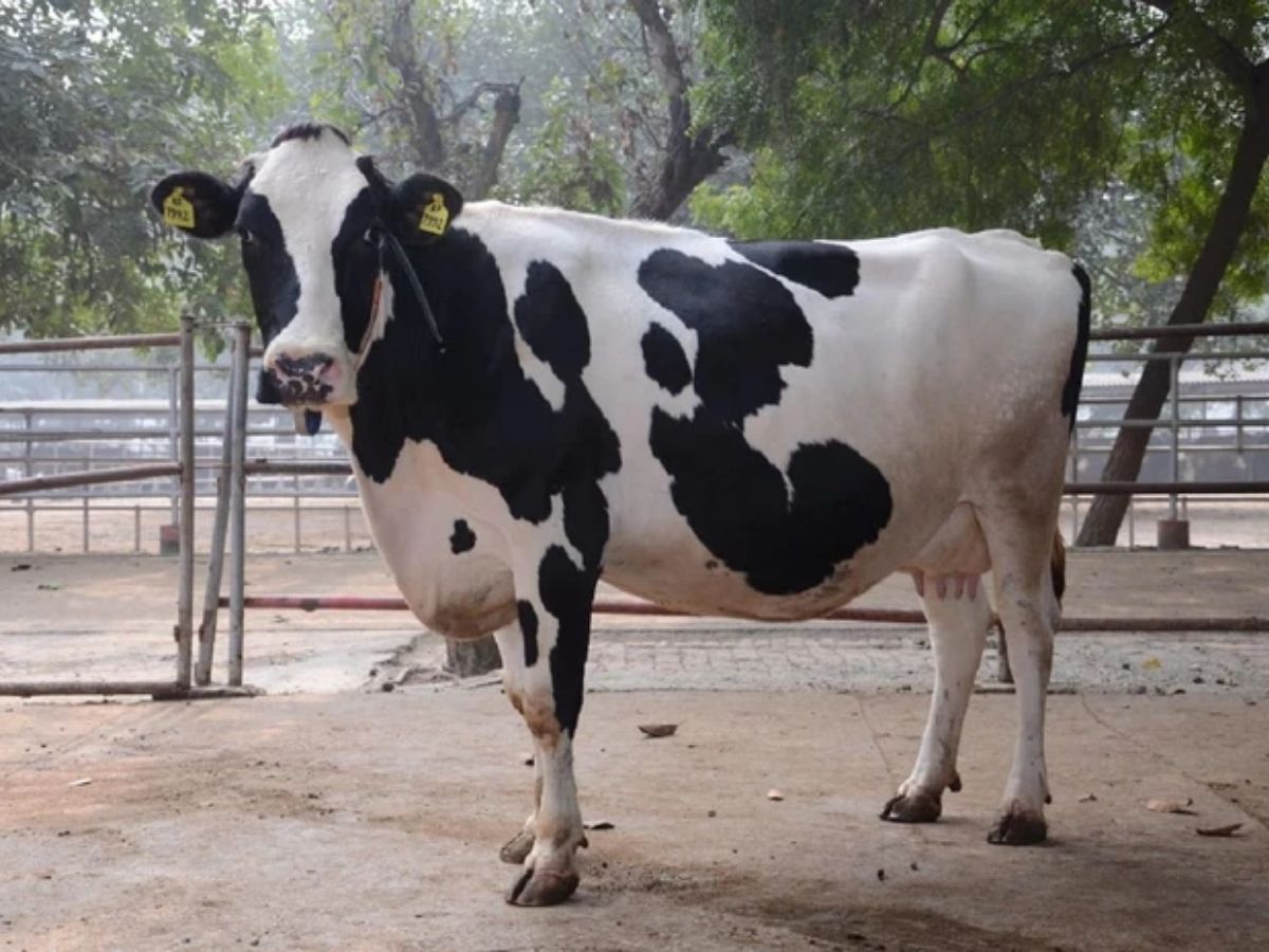 Karan Fries cow breed