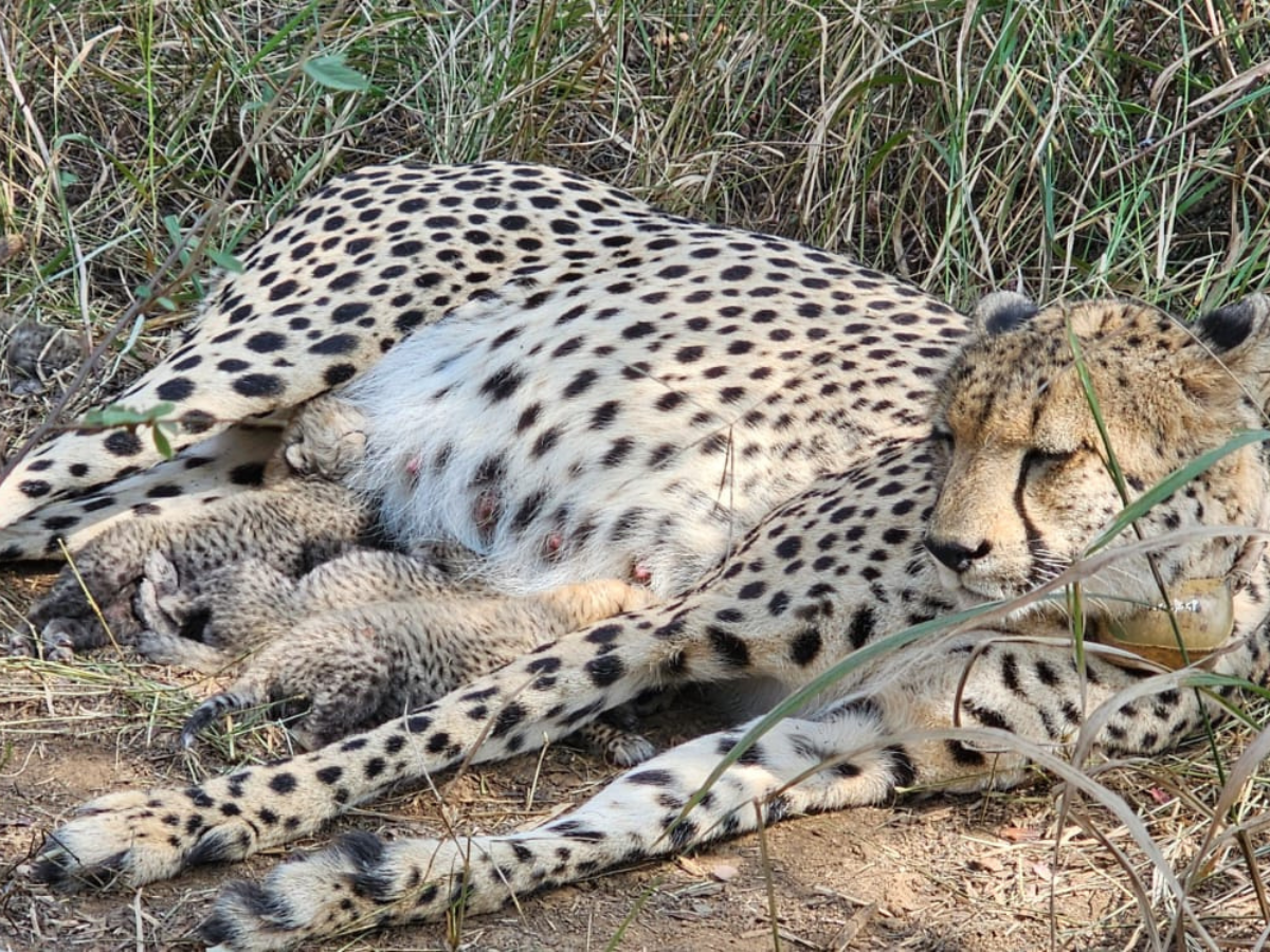 Project Cheetah