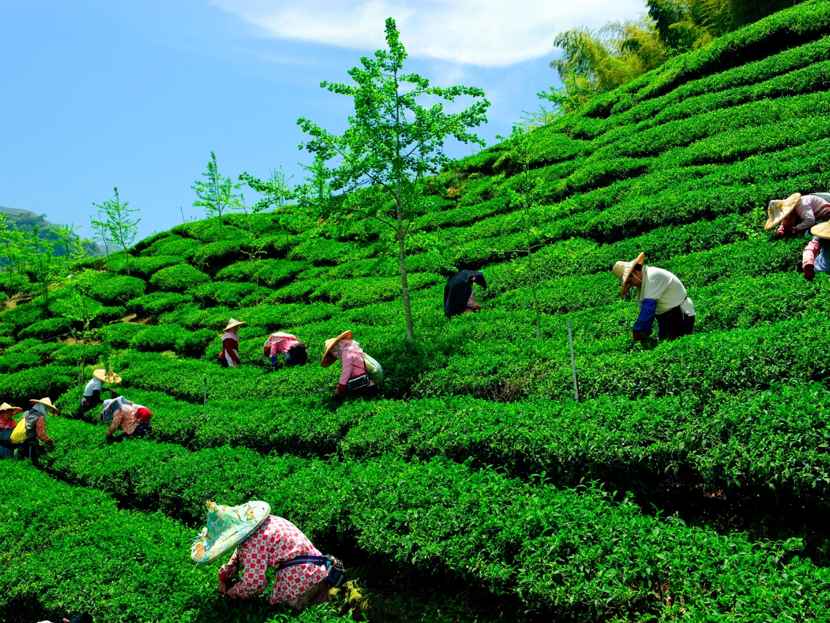 Tea garden