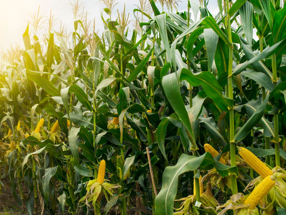 Corn Plant
