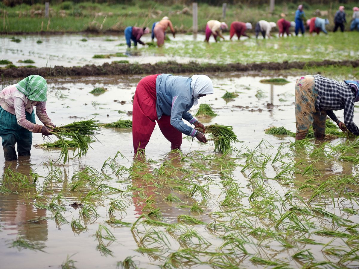 Paddy Sowing
