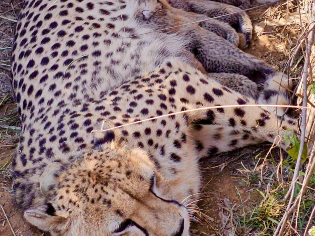 Project Cheetah