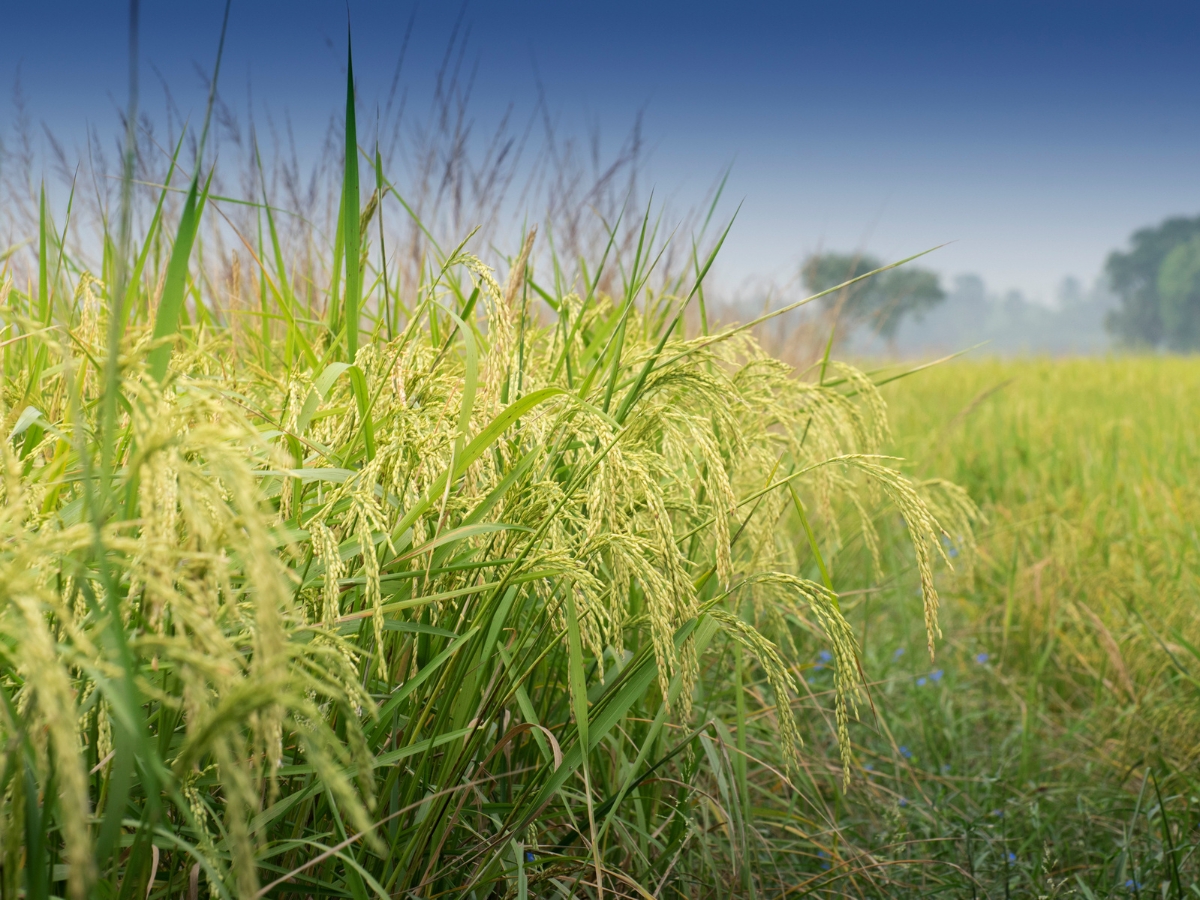 Summer Crops