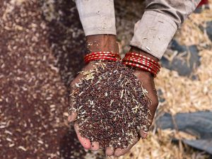 mustard seeds