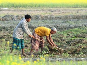 Indian Farmer