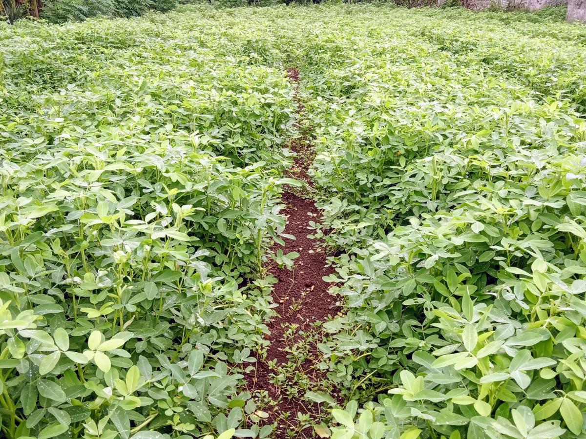 Summer crops