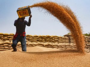 Wheat Procurement