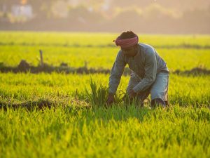 Indian Farmer
