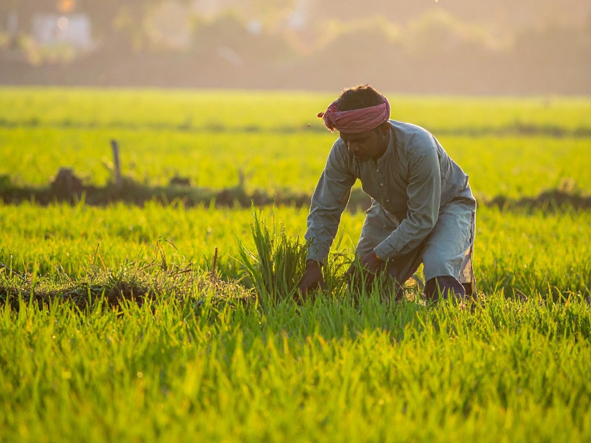 Indian Farmer
