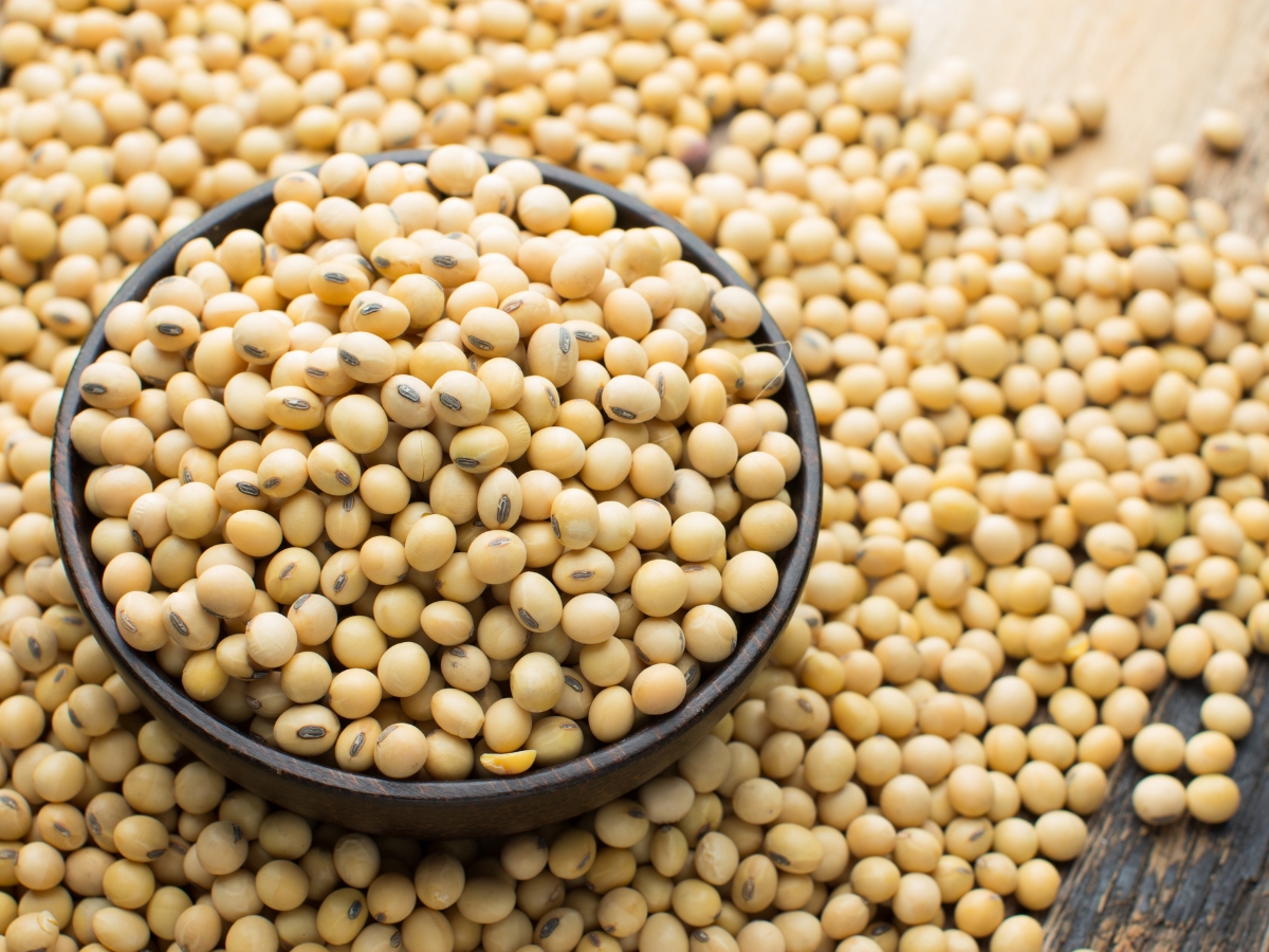 Soybean