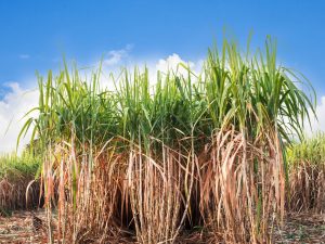 Sugarcane