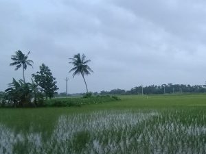 Rain