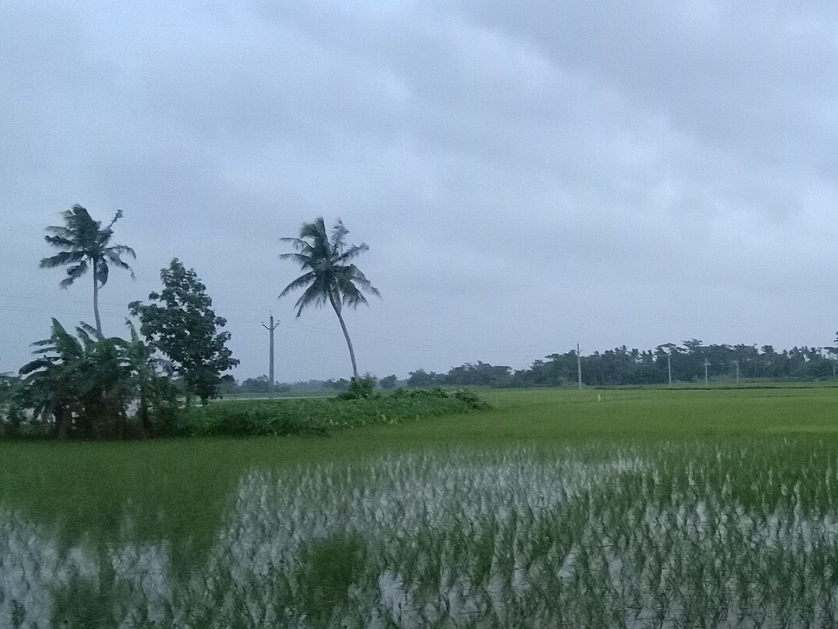 Rain