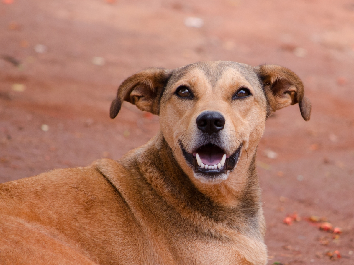 stray dogs