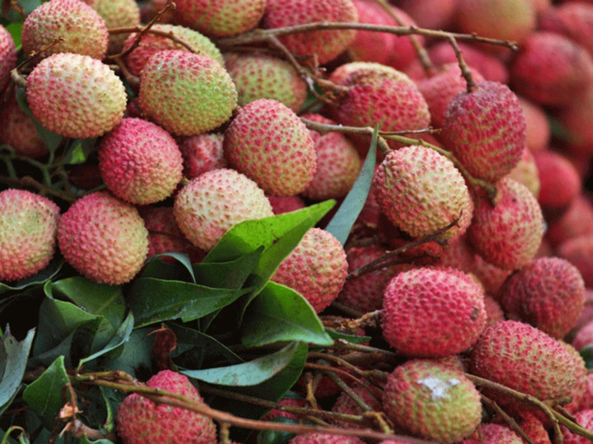 Bihar Litchi