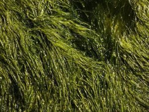 Spirulina