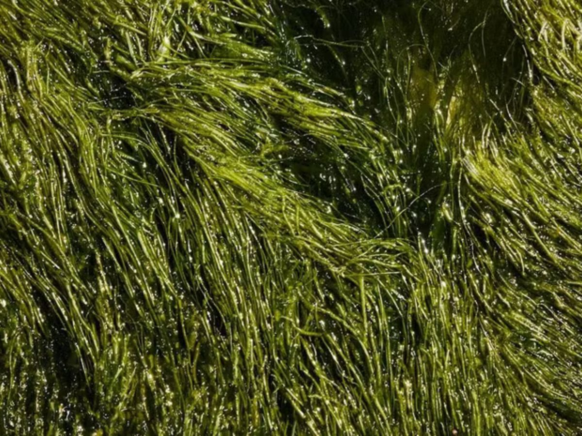 Spirulina